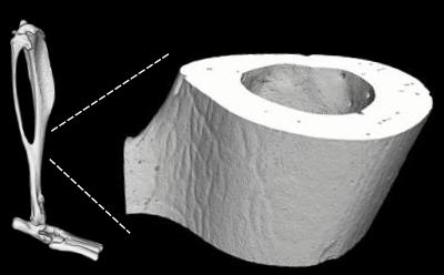 Diagram of the tibia with scanned area centred at the fibula-tibia junction