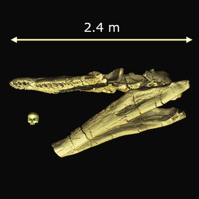 3D rendering of Pliosaur jaw and human skull