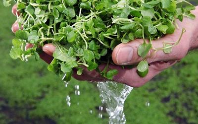 Watercress washed in spring water