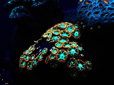Glowing coral, underwater