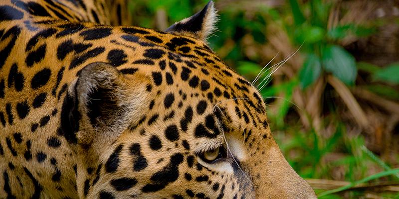 Ecology and Evolution