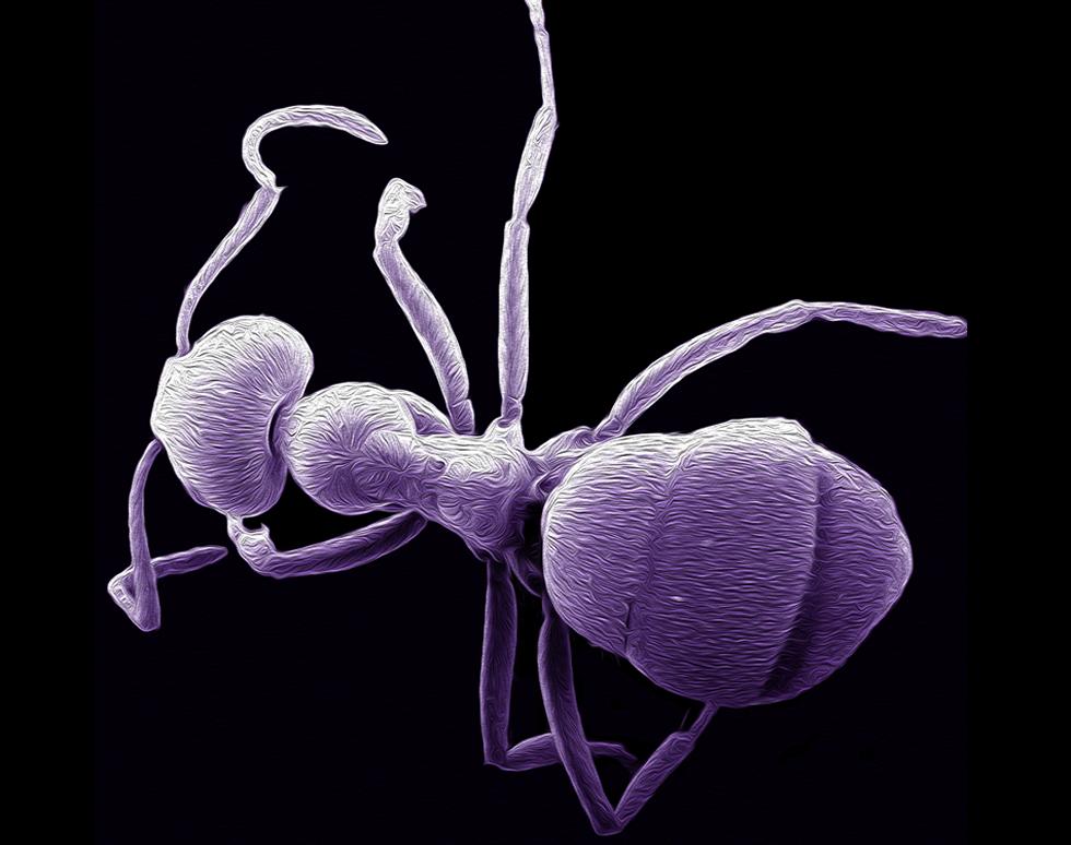 Oil ant - James Thompson