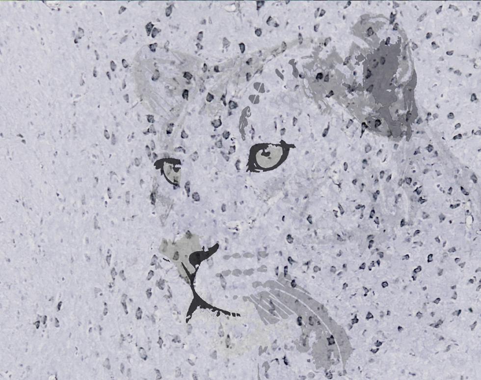 Leopard - Jacqui Nimmo