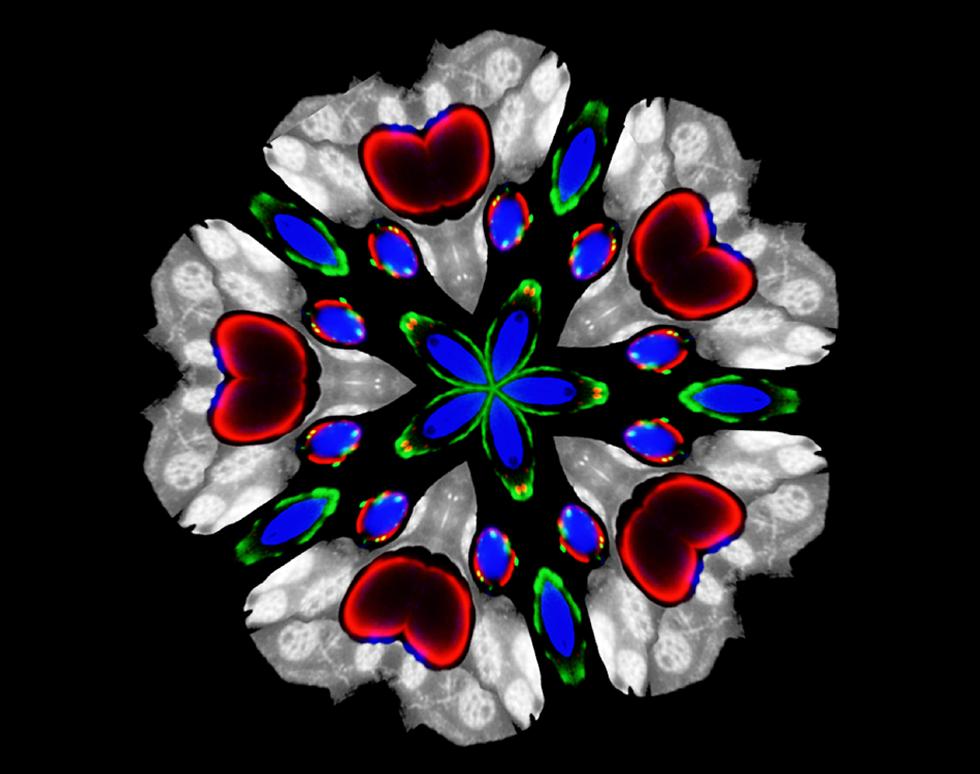 Christmas Decoration - Antonio De Grazia