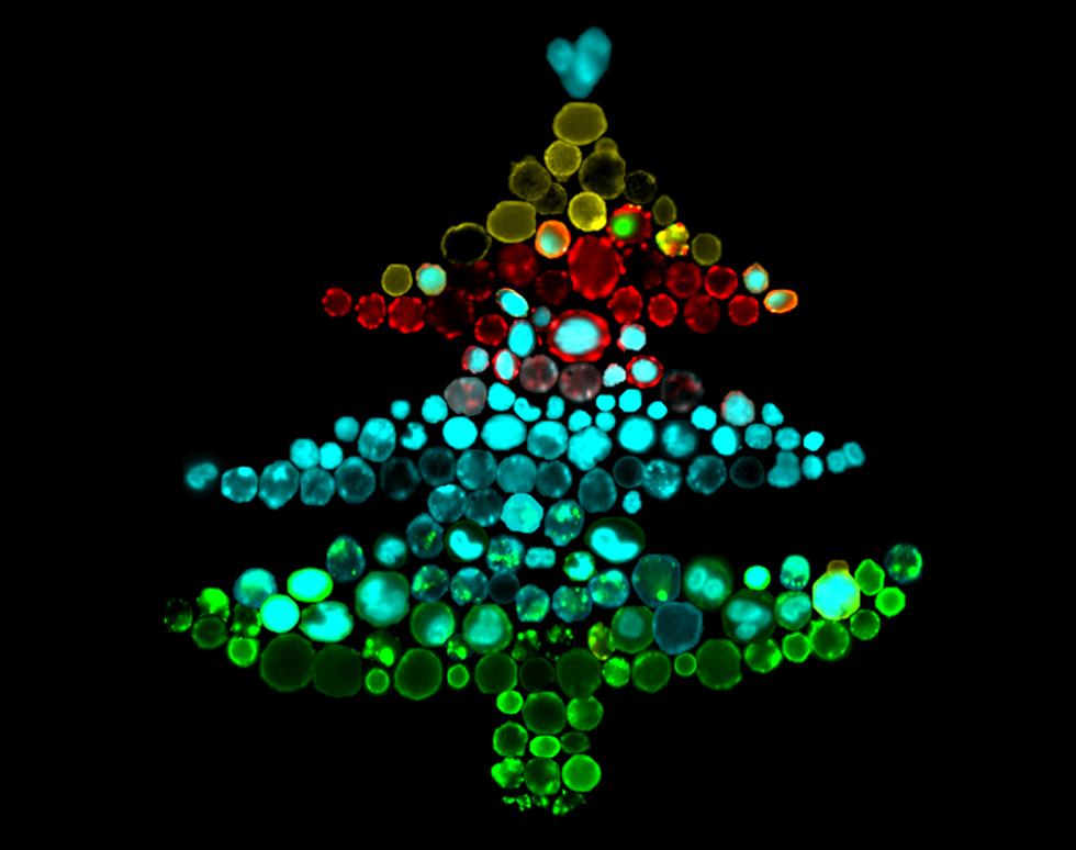 ImageStream Bone Marrow Tree - Agnieszka Janeczek