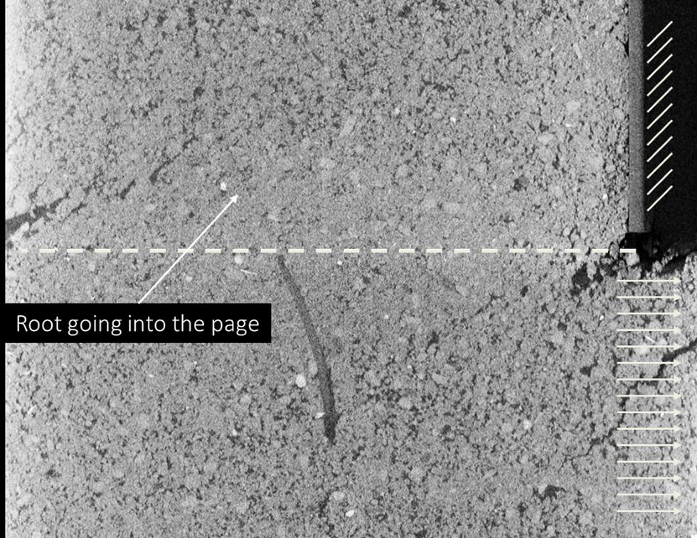 Figure 3 - X-ray CT cross-section showing the deformation of soil and reinforcing root