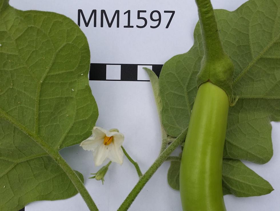 Ecology and Conservation in action