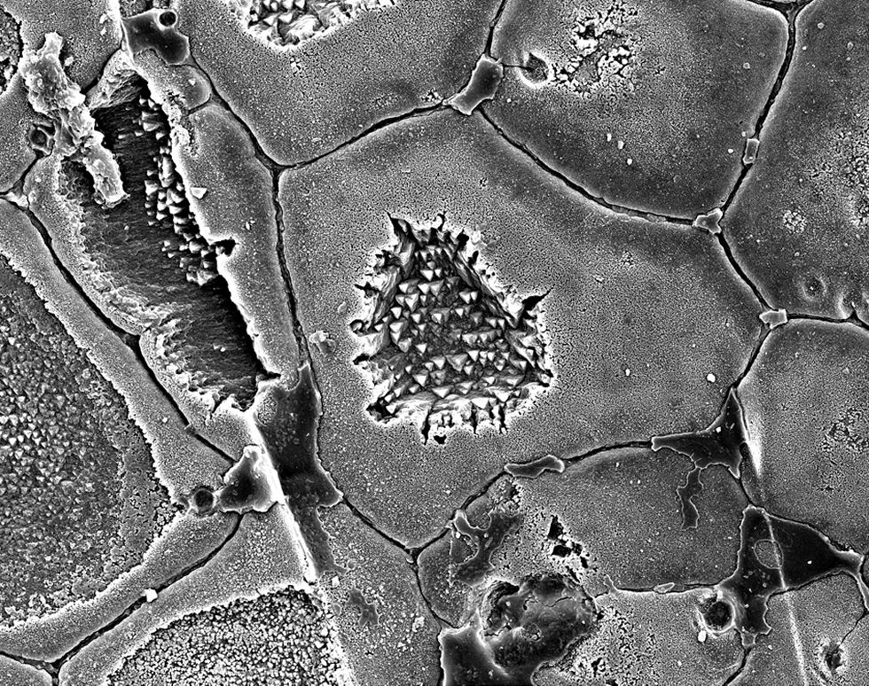 Calcite crytsals from Atrina pectinata - Matthew Chadwick