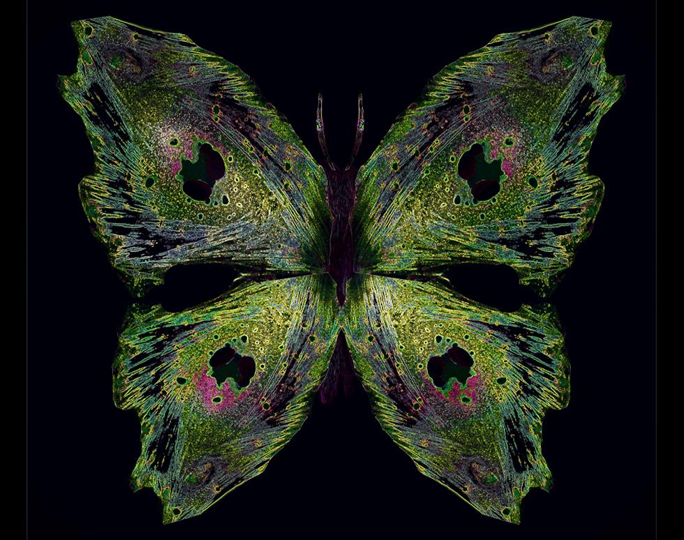 Cyto-fly - Jenny Dewing