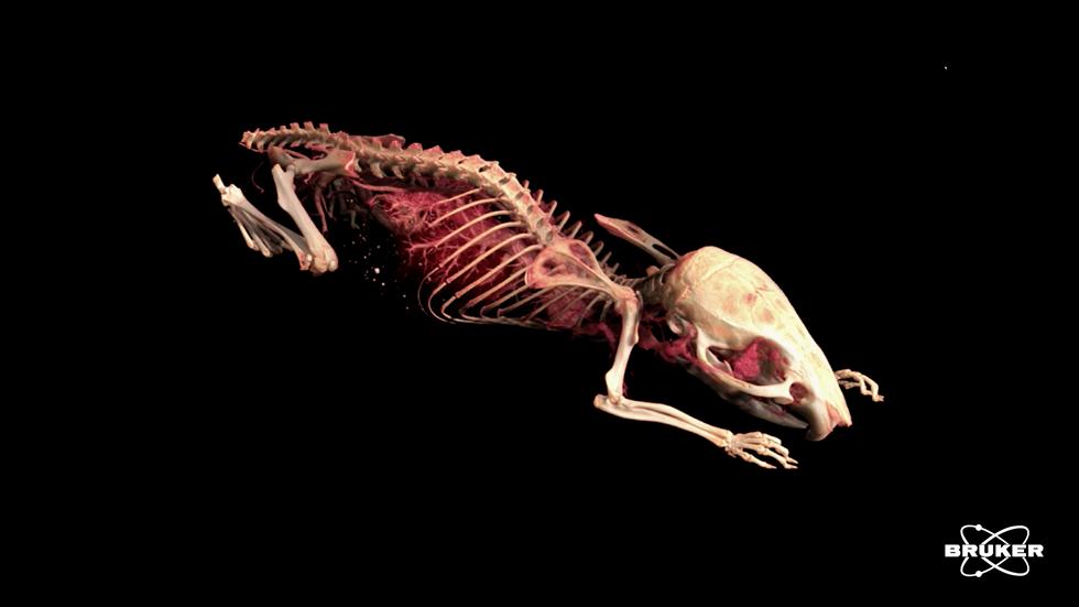 SKYSCAN 1176 [image courtecy: Bruker]