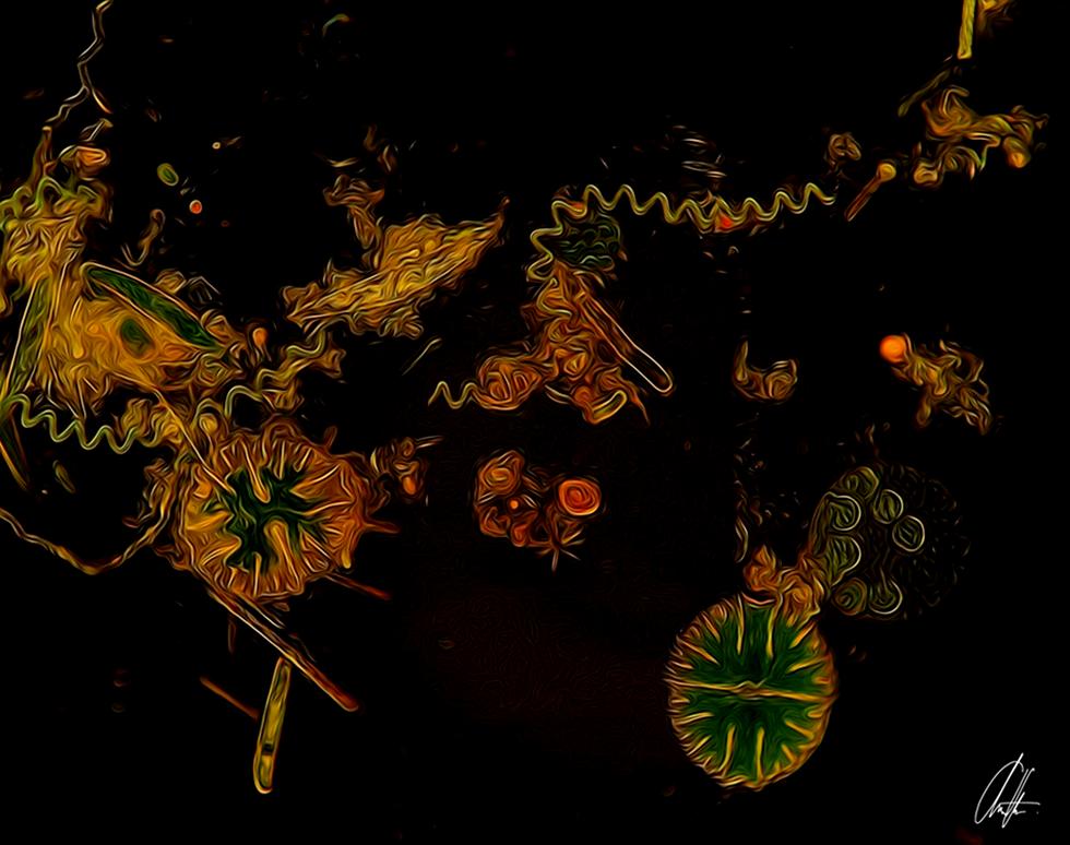 Untitled - Nazira Albargothy