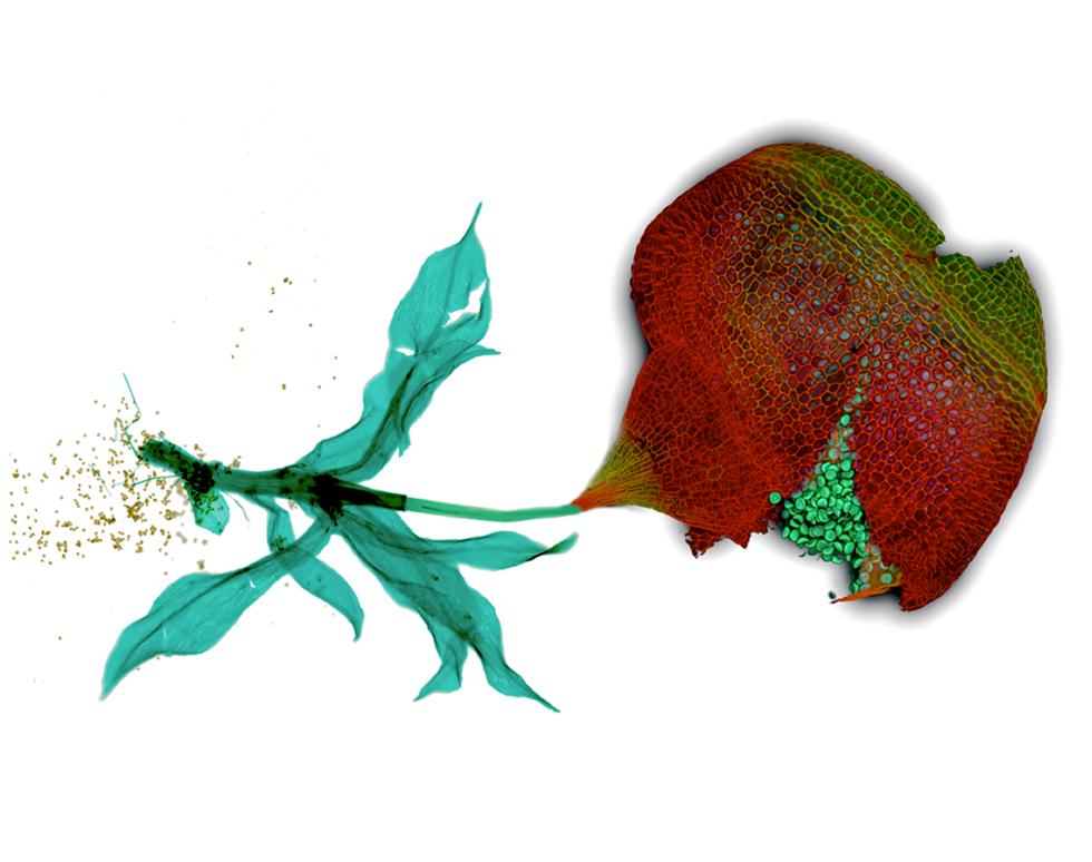 What you get is not what you see - Antonio De Grazia