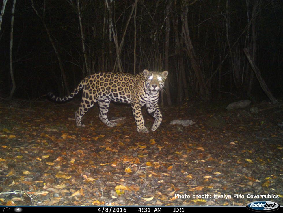 Jaguar, Belize