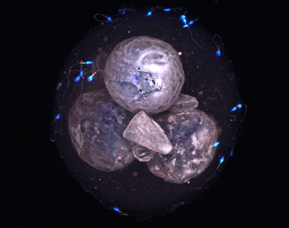 Fecundation - Laura Caetano