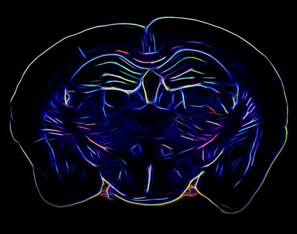 Untitled - Nazira Albargothy