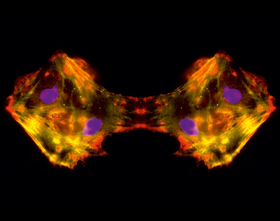 Divided - Jenny Dewing