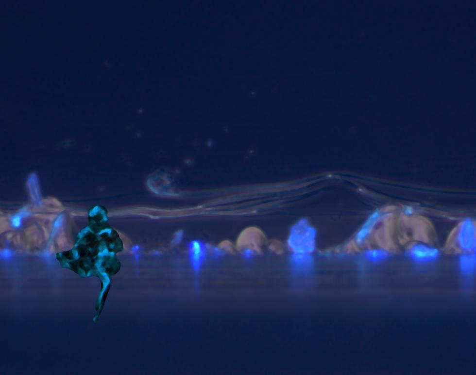 Ice Dancer - Sonya James