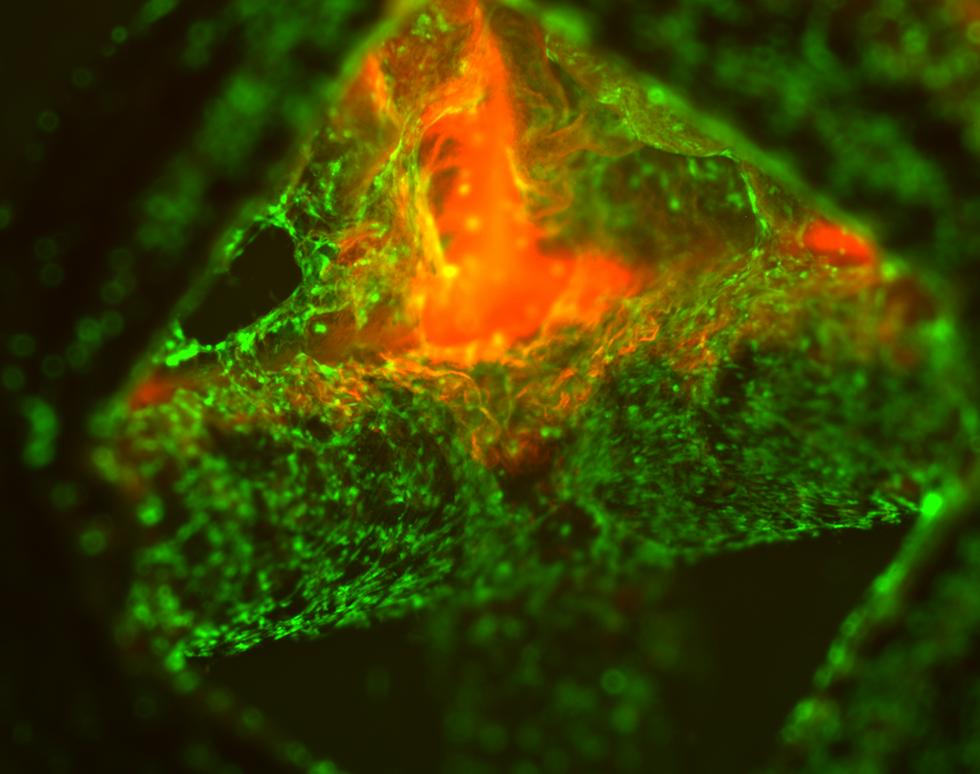 Mineralised scaffold - Karen Marshall