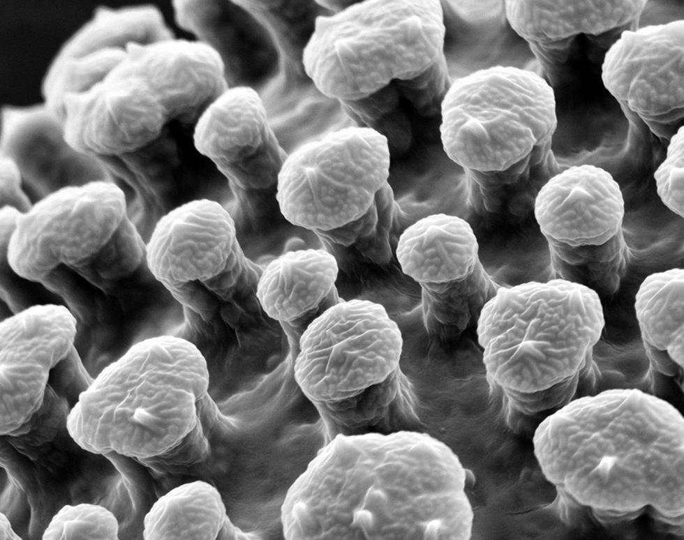 Pollen surface - Rachael Graham