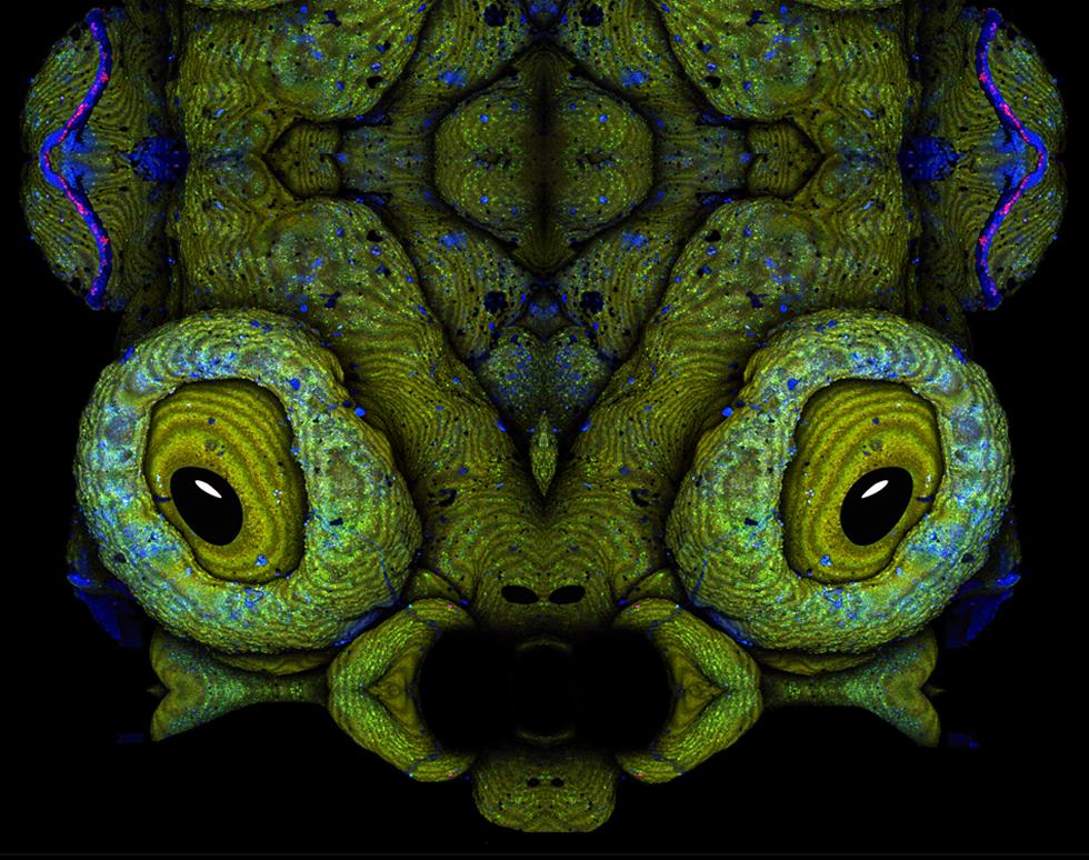 See monster - Jenny Dewing