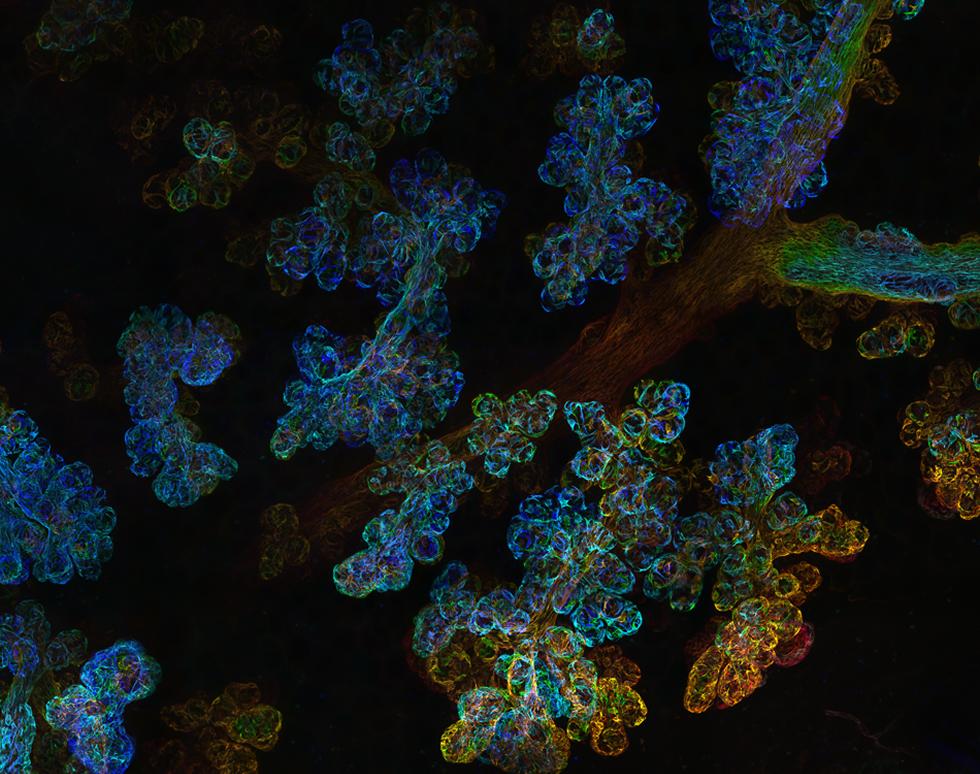 Mammary gland - source of life - Mohammed Mansour