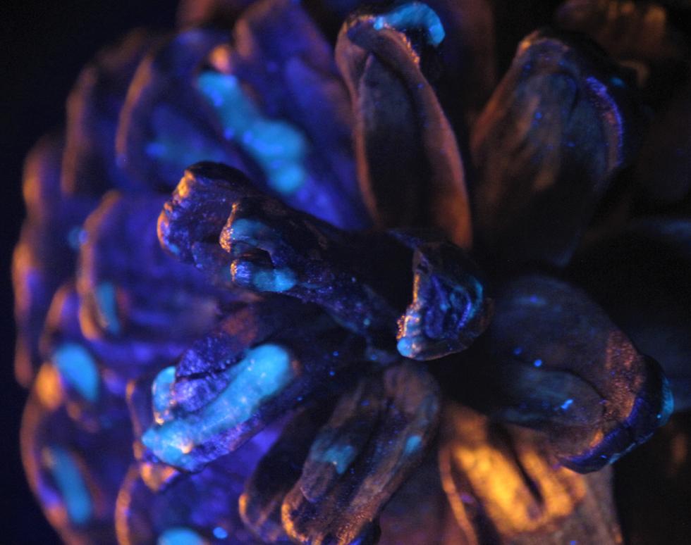 Snowy pine cone - Roxanna Ramnarine Sanchez