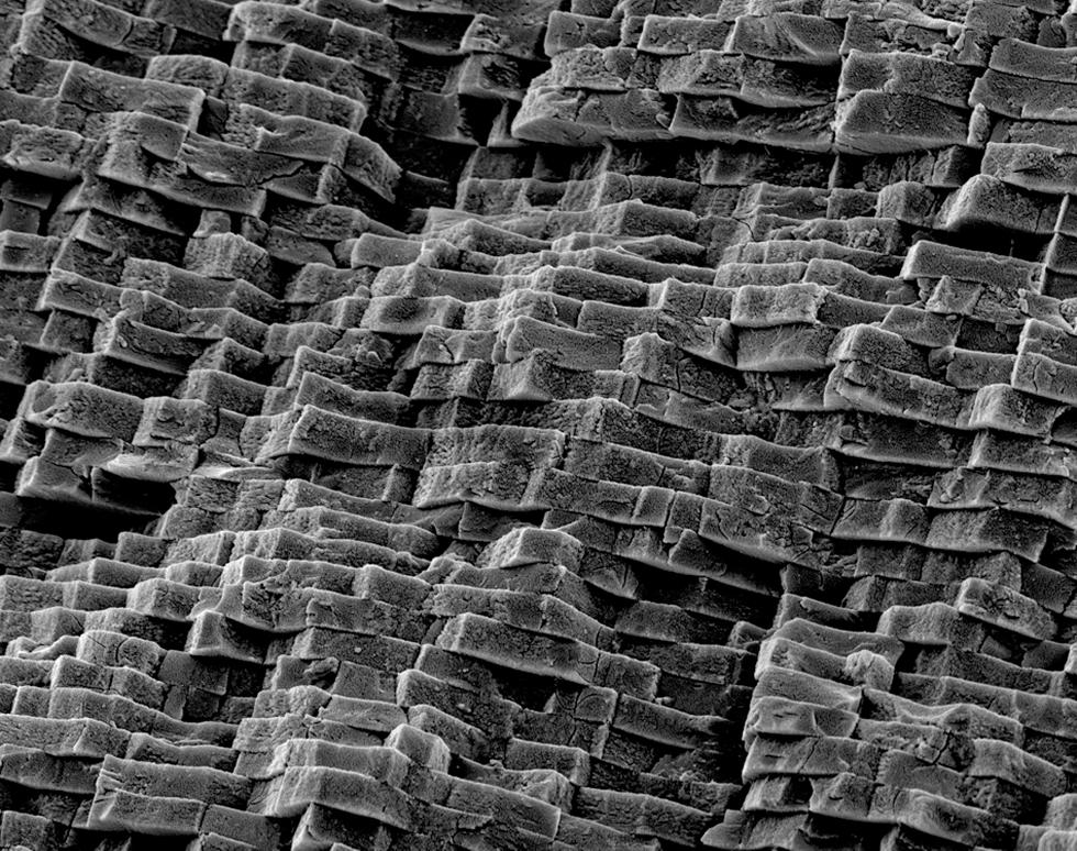 Nacre brick wall - Matthew Chadwick