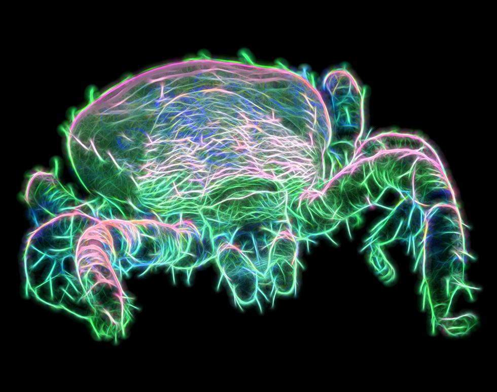 Tick O Mania - Matthew Sharp