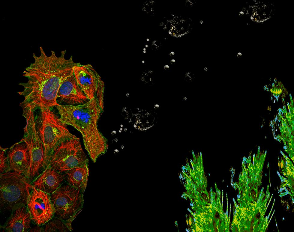 Fauna and Flora - Stephanie Robinson