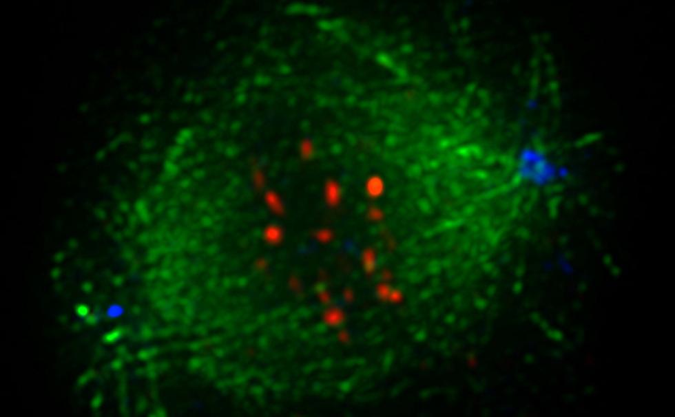 Molecular & Cellular Biosciences