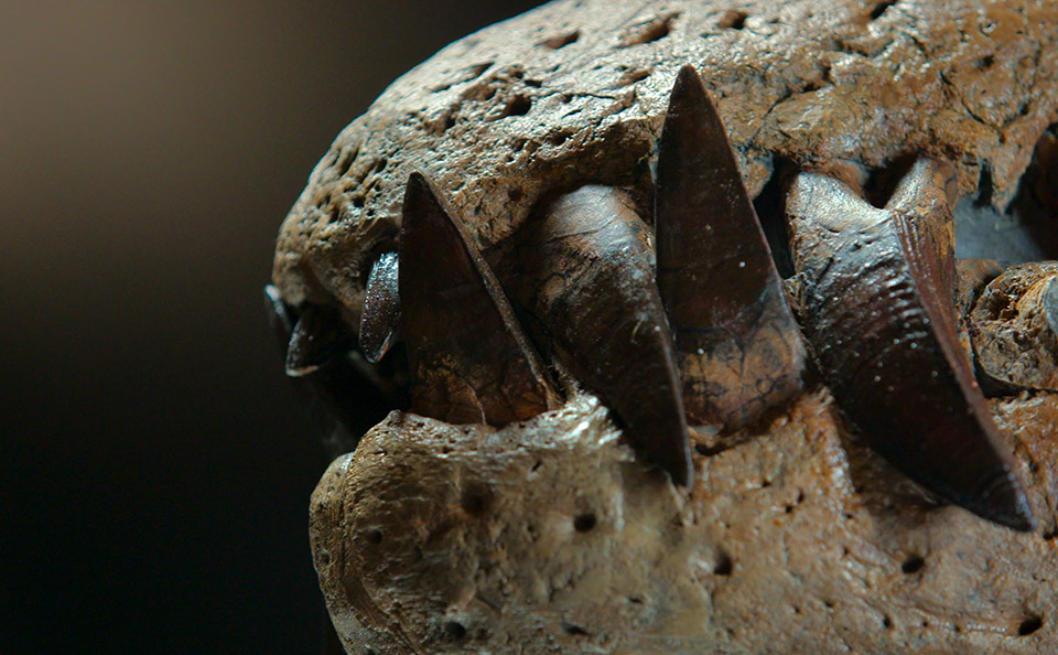 Fossilised teeth and snout of a dinosaur-like creature that lived in the sea.