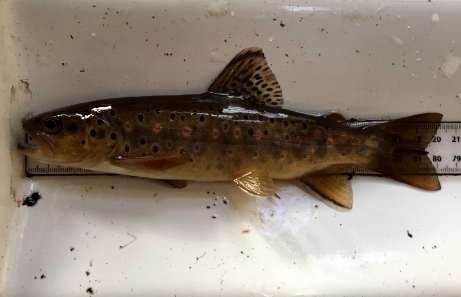 Brown trout