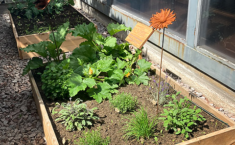 Herb & Vegetable Garden 