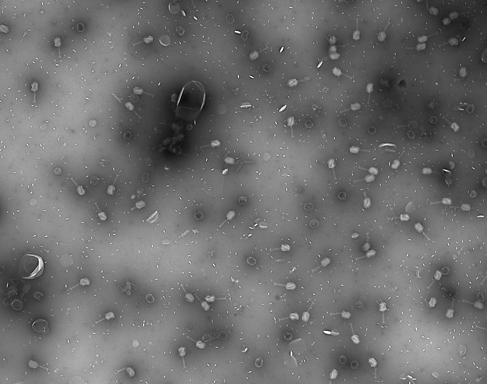 Phage Party - Daniela Rothschild Rodriguez