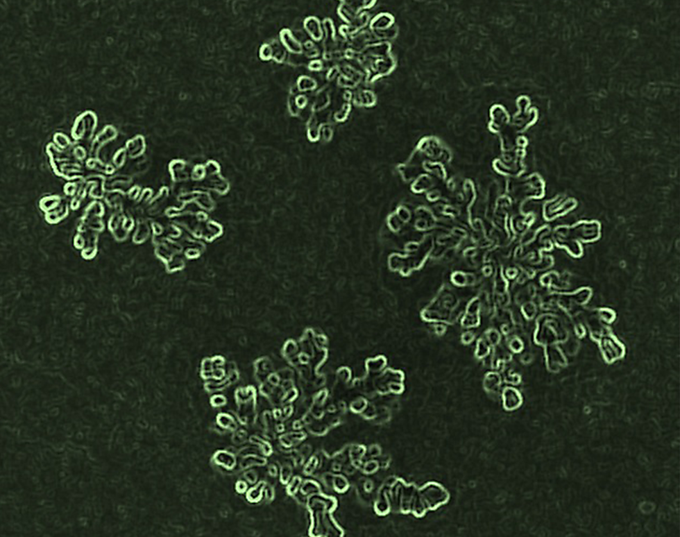 Silver nanocluster seaweed - Bilal Mughal