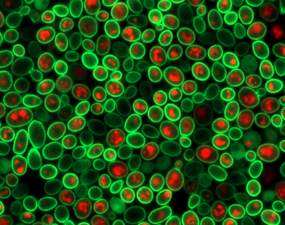 Yeast Cells - Daniel Kaganovich