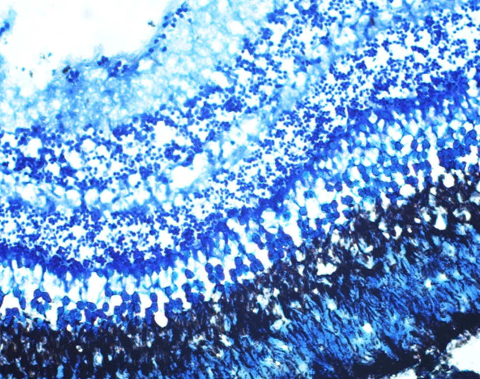 Snowy Blizard on a Deep Blue Winter Sky