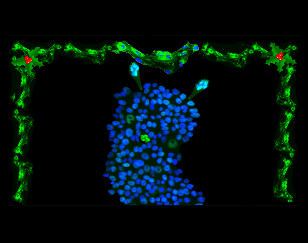 My Pet called Pluripotency - Melanie Smith
