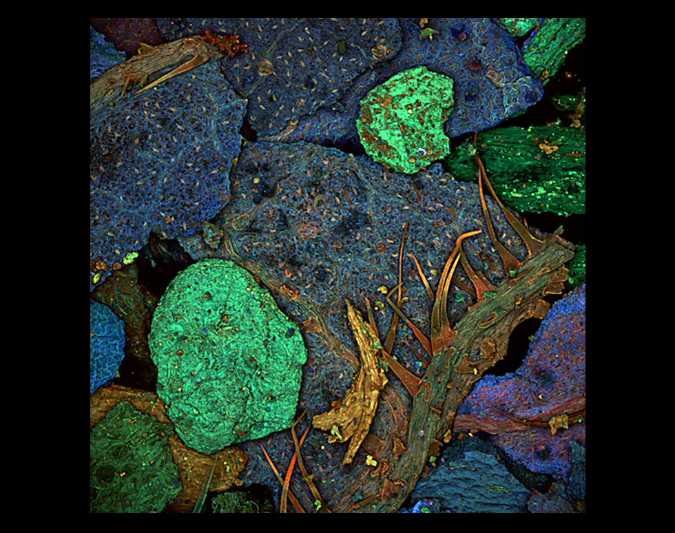 Forest of Tea - Sarah MacDonald