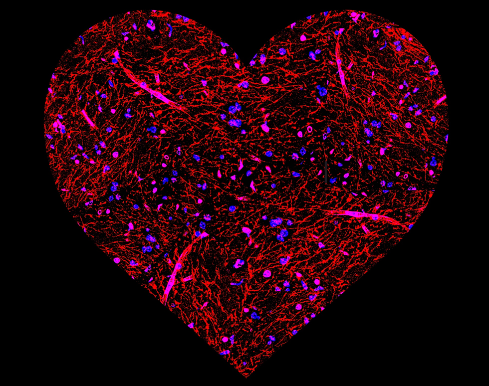 I Heart Science - Jenny Dewing