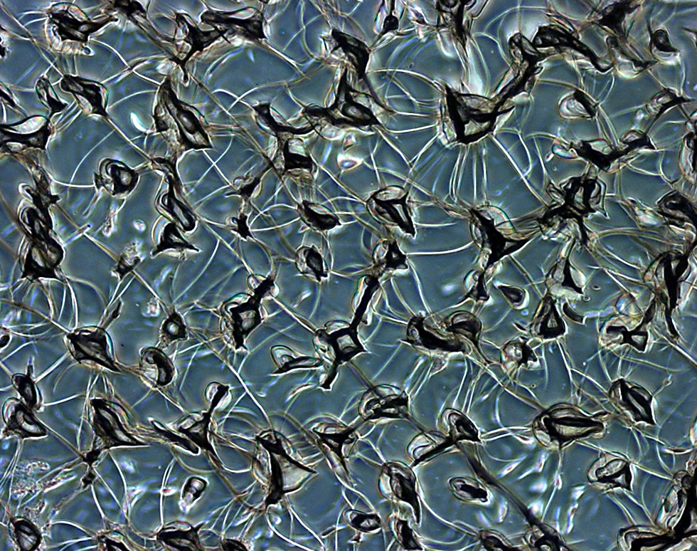 Vaseline Painting - Maria Hernandez Miranda