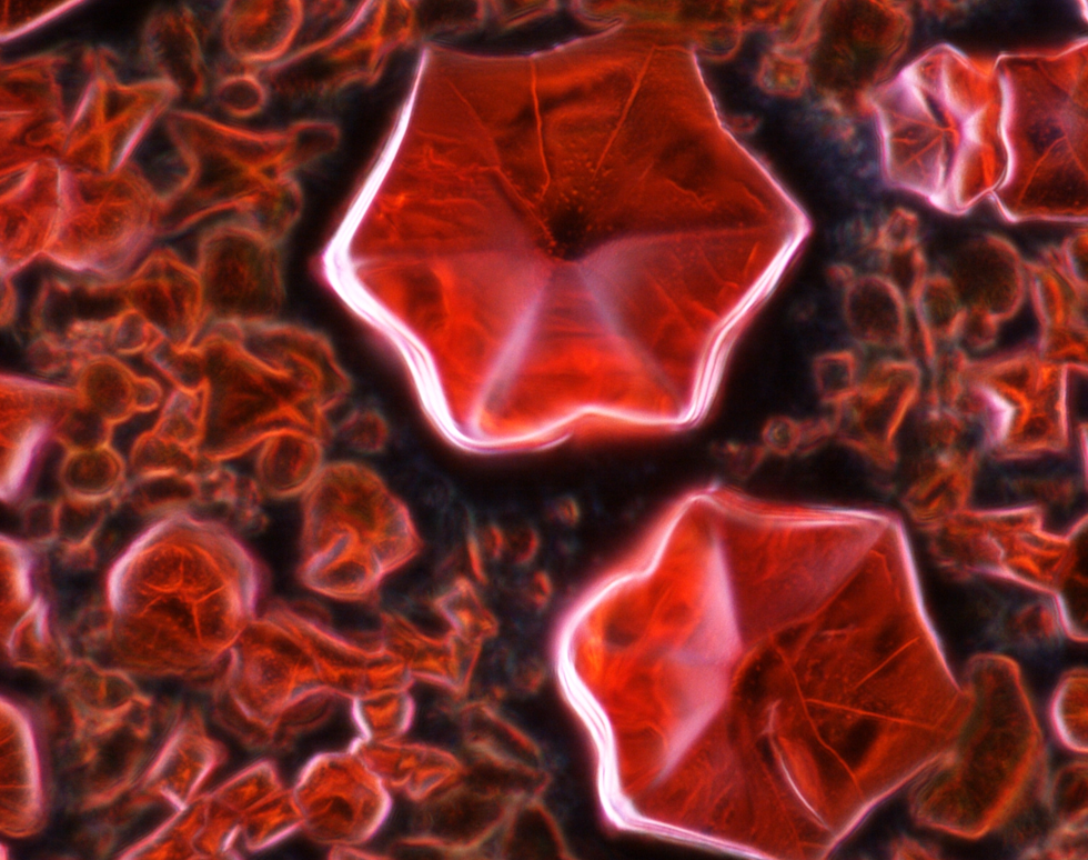 Perovskite in Bloom - Chris Madden