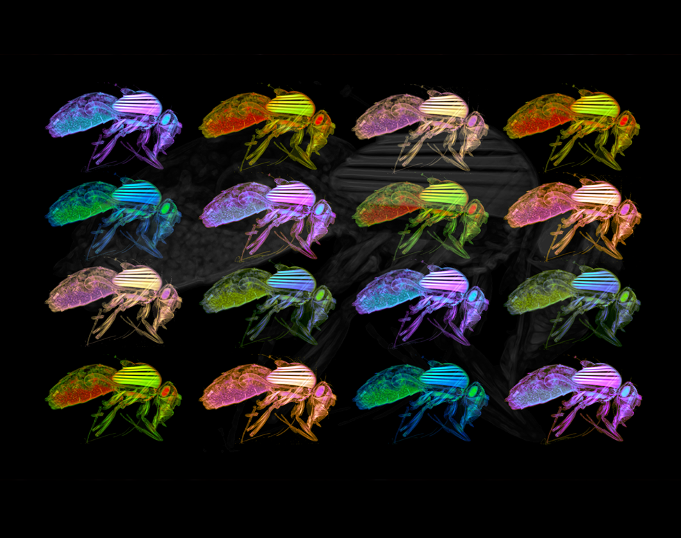 Warholed Drosophila - Orestis Katsamenis