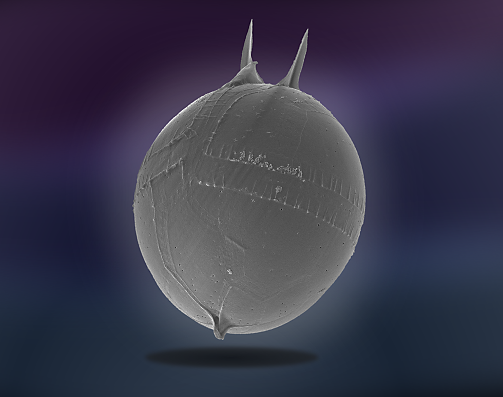 Algae Space Hopper - Daniela Sturm