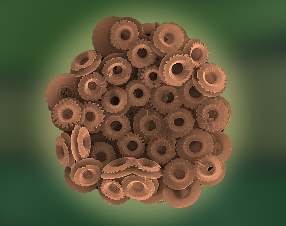 Beautiful bloom of calcium carbonate - Daniela Sturm