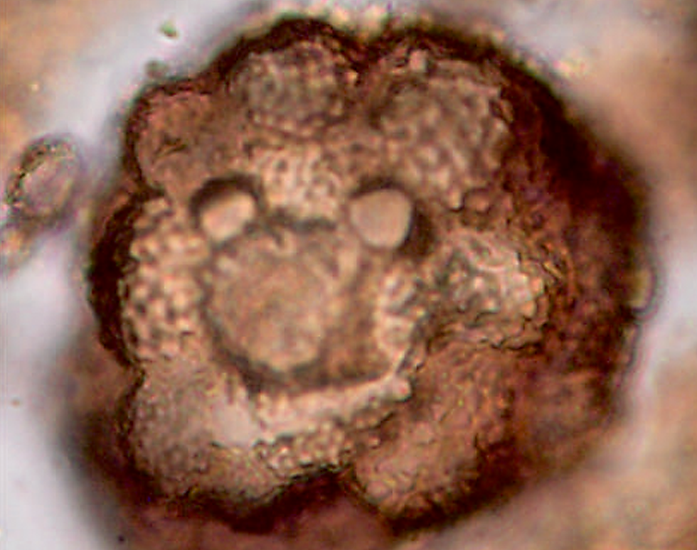 Happy Yuletide Spore - John Marshall