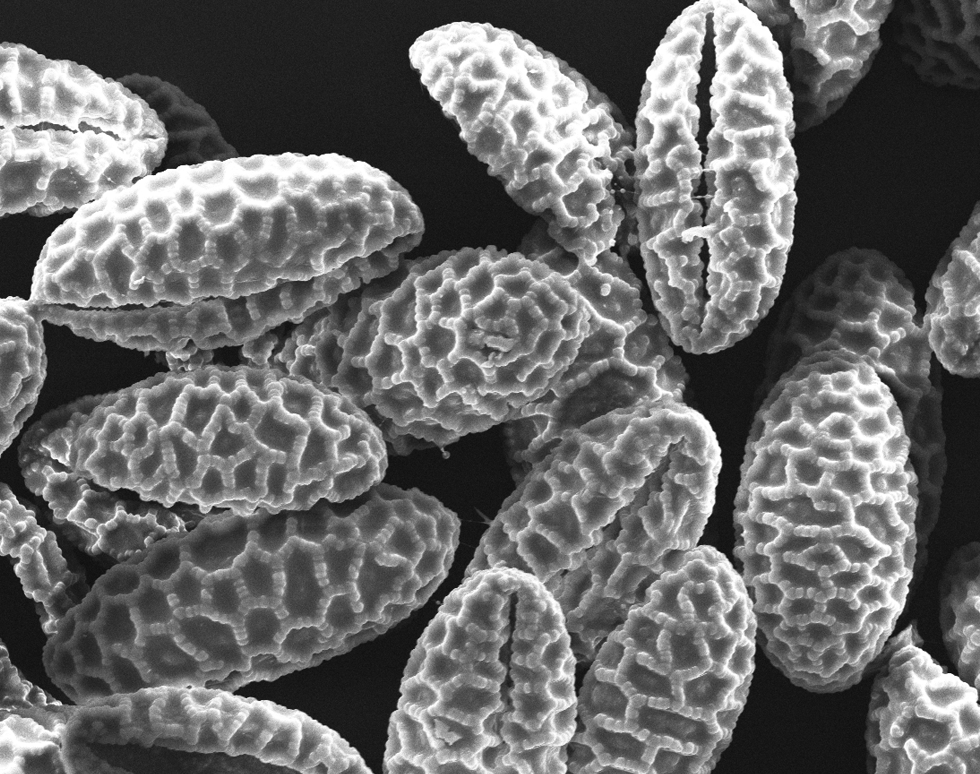 Lilium Pollen - Nichola Strandberg