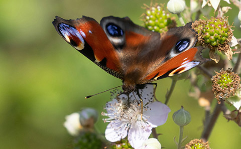 Nature and Biodiversity Hub page