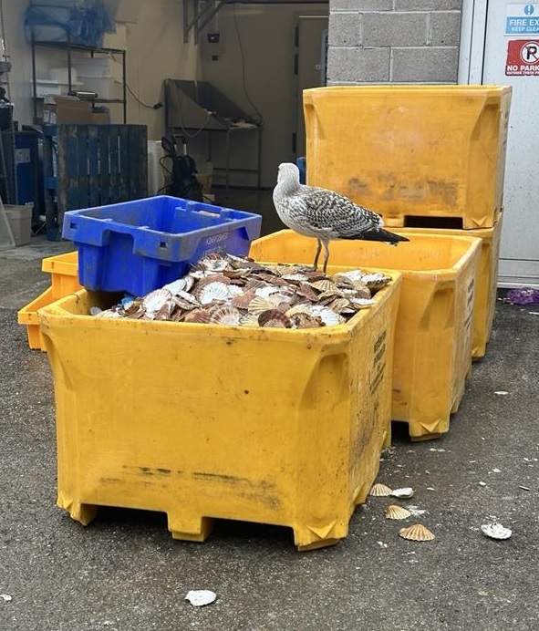 A seagal on a box with shellfishes
