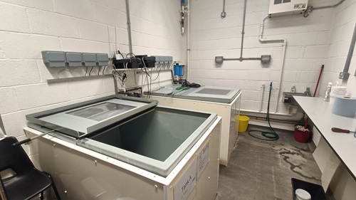 Boldrewood fish holding tanks